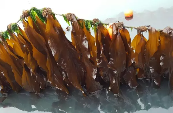  다시마(Sea tangle) 면역 강화!! 자연의 항균력으로 감염 예방!!