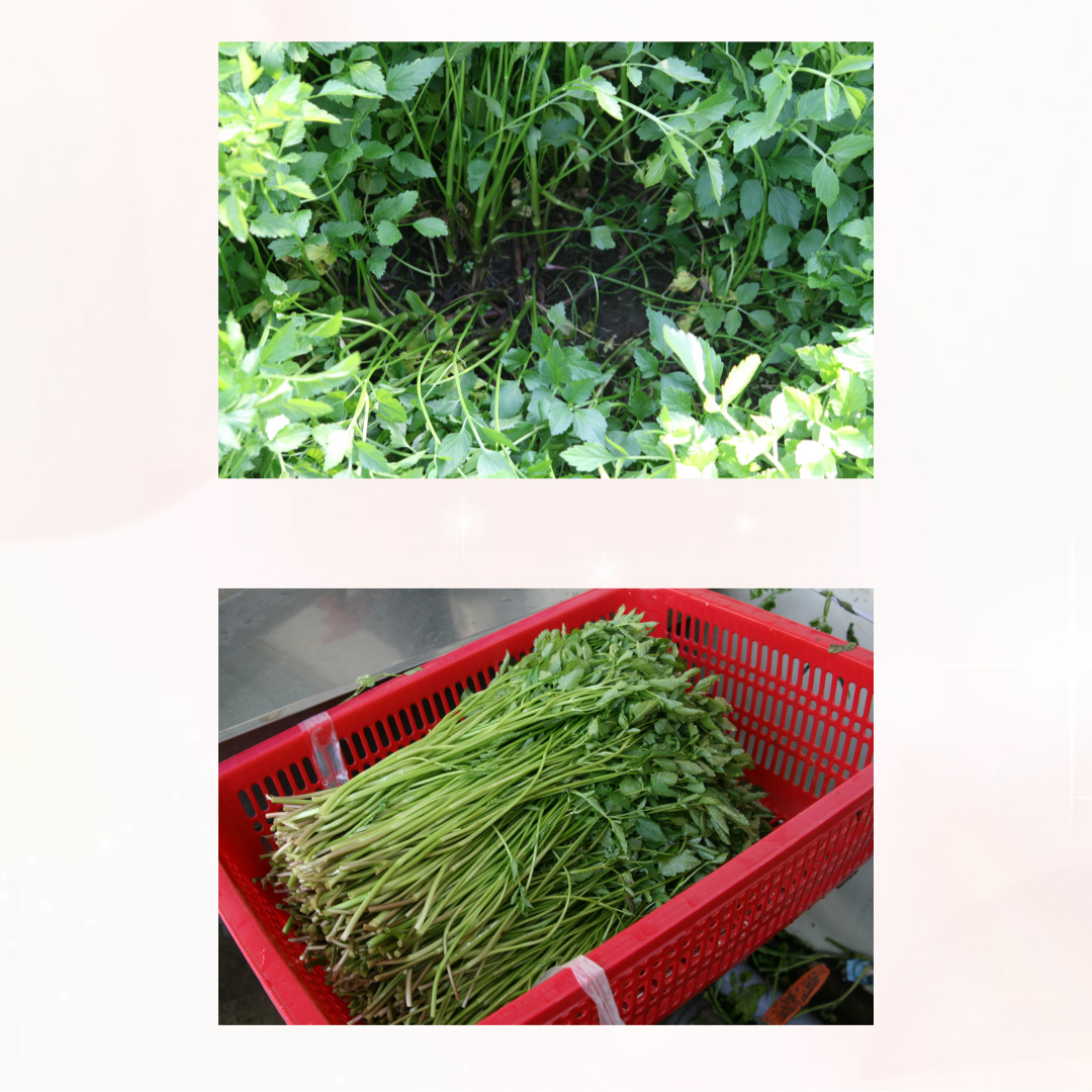 돌미나리 관련 사진