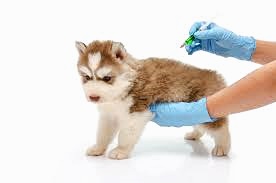 강아지-예방접종-맞는-사진