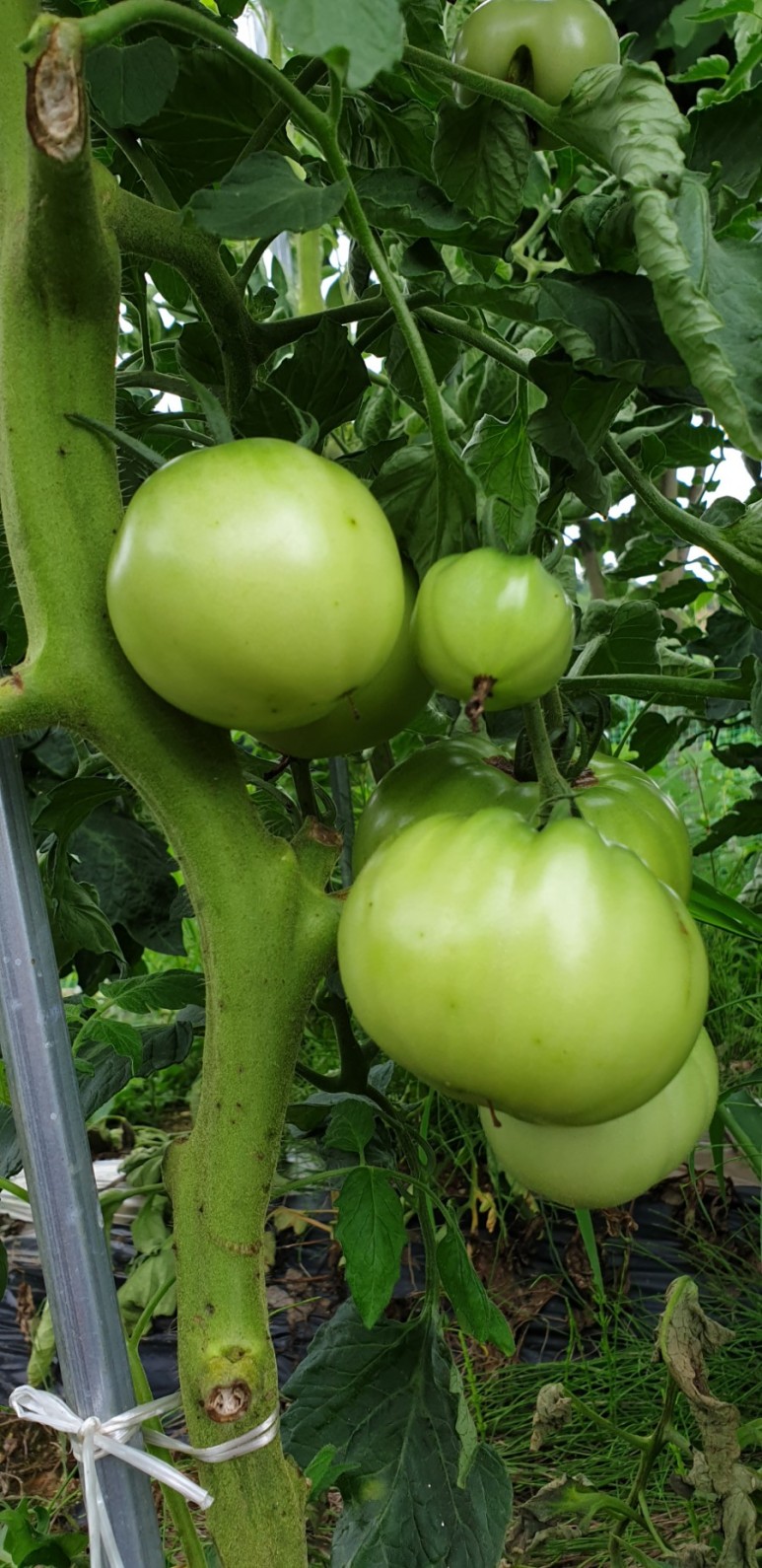 고추 ...모두싹 살포 물에 잠긴 13