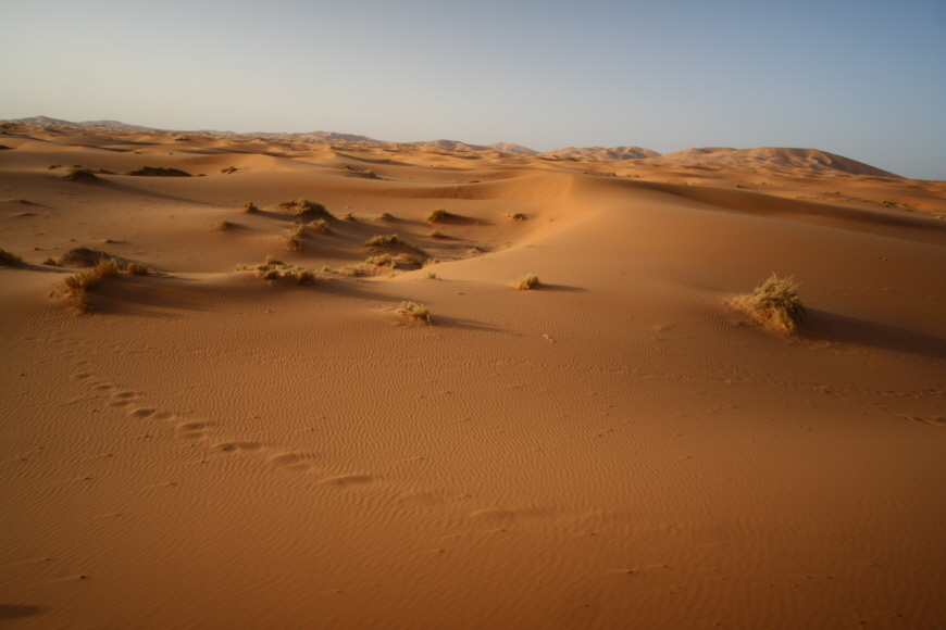 광활한-사하라사막
