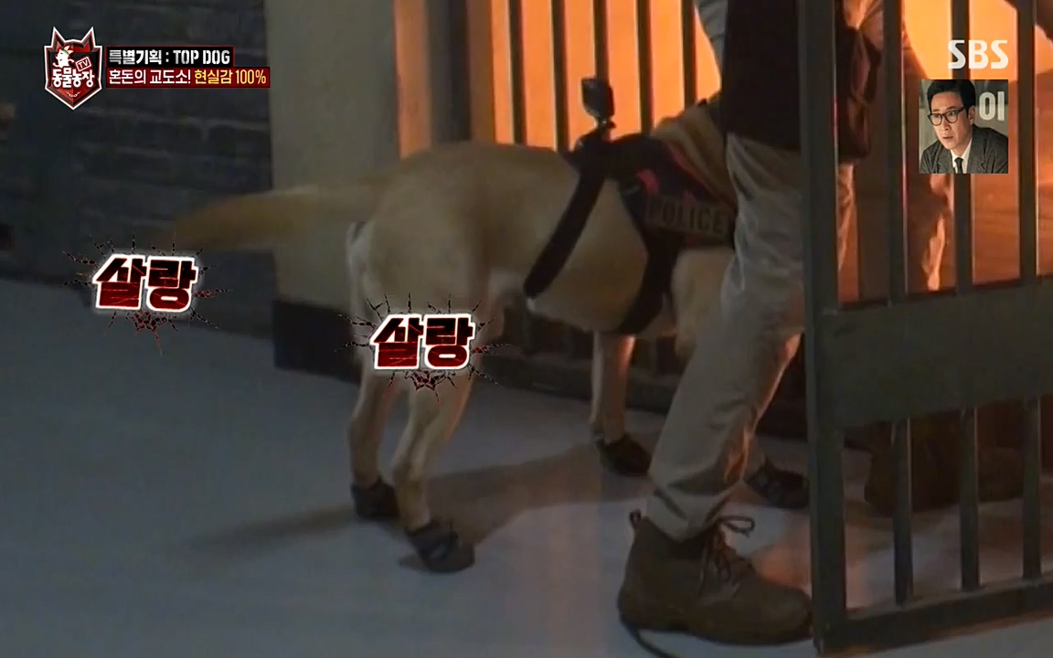 TV 동물농장.E1085.220905p-NEXT.mp4_20220904_173606.618.jpg