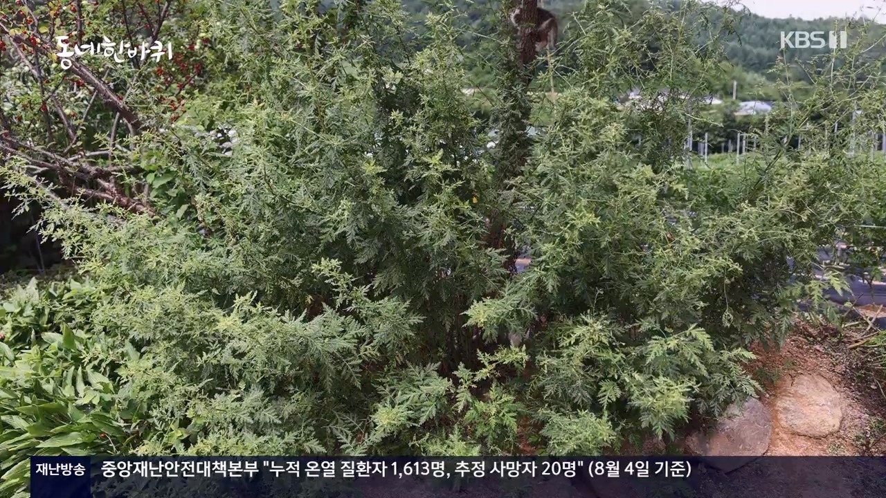 동네 한 바퀴.E234.230806p-NEXT.mp4_20230810_211401.166.jpg