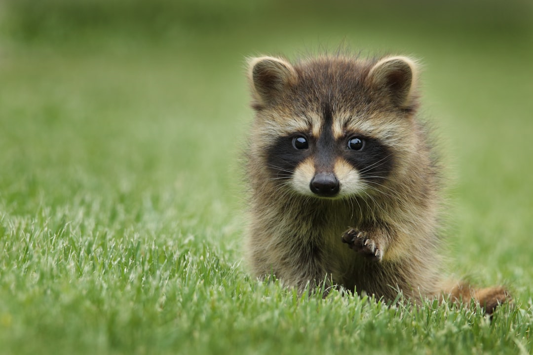 Animal