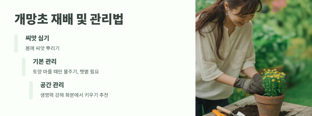 개망초 꽃말 총정리 7