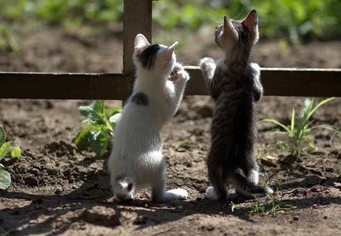  고양이 중성화 수술, TNR이란??