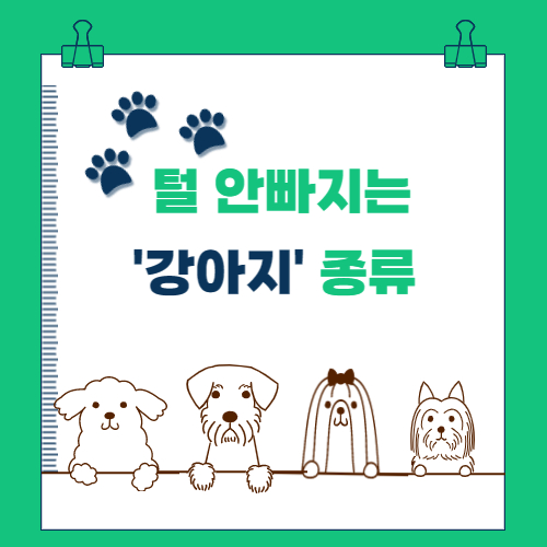  털 안 빠지는 강아지 종류(best 6)