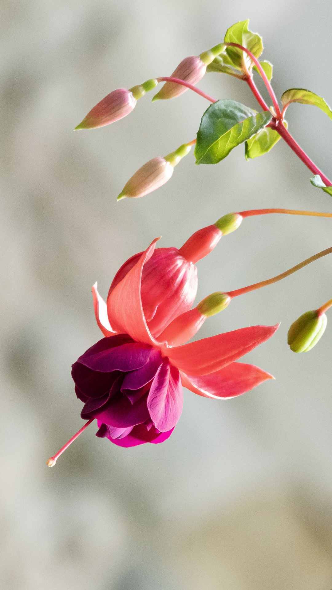 Fuchsia Flower iPhone Wallpaper