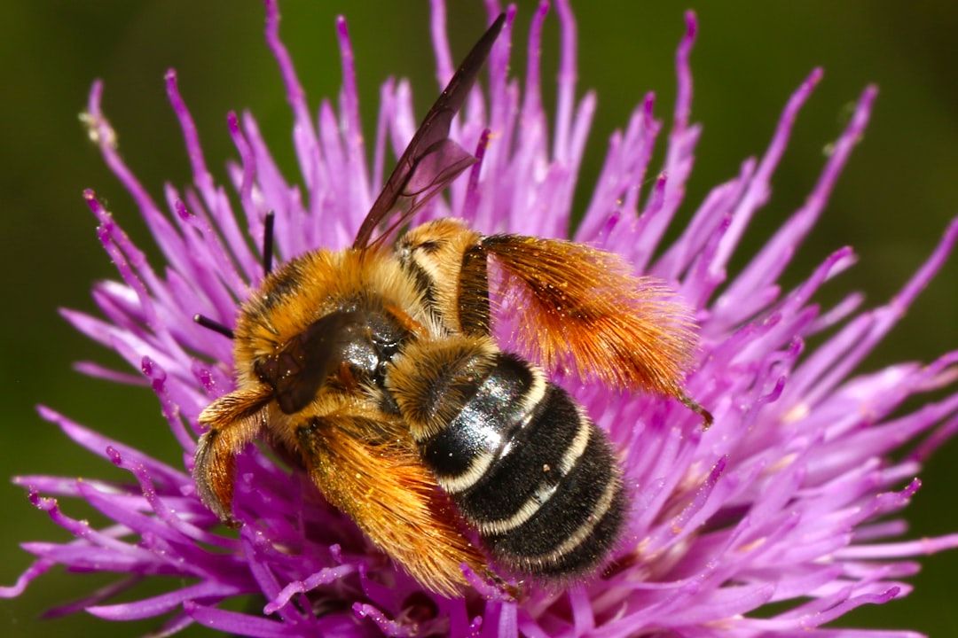 Bees