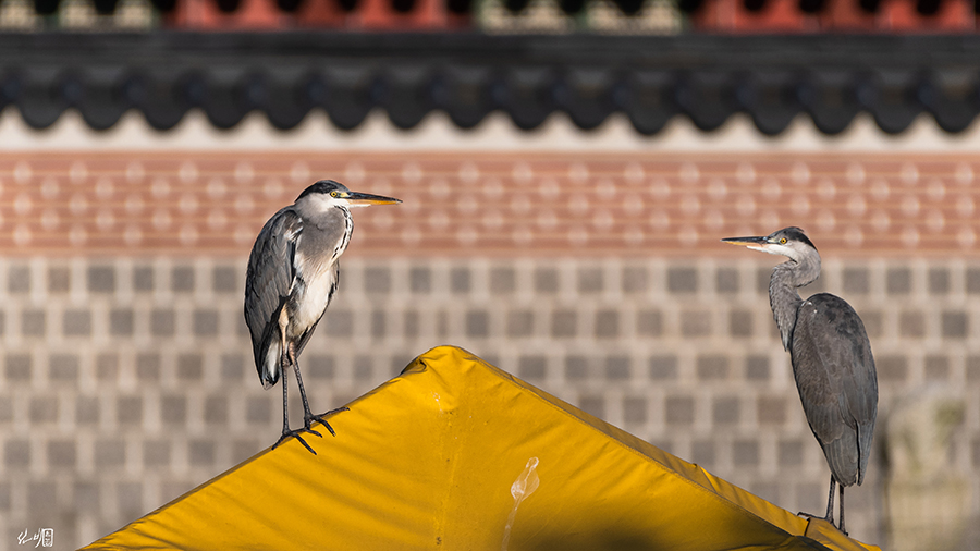  경복궁 왜가리와 경복궁에 미치다(A heron, a graceful predator in Gyeongbokgung Palace, 苍鹭)