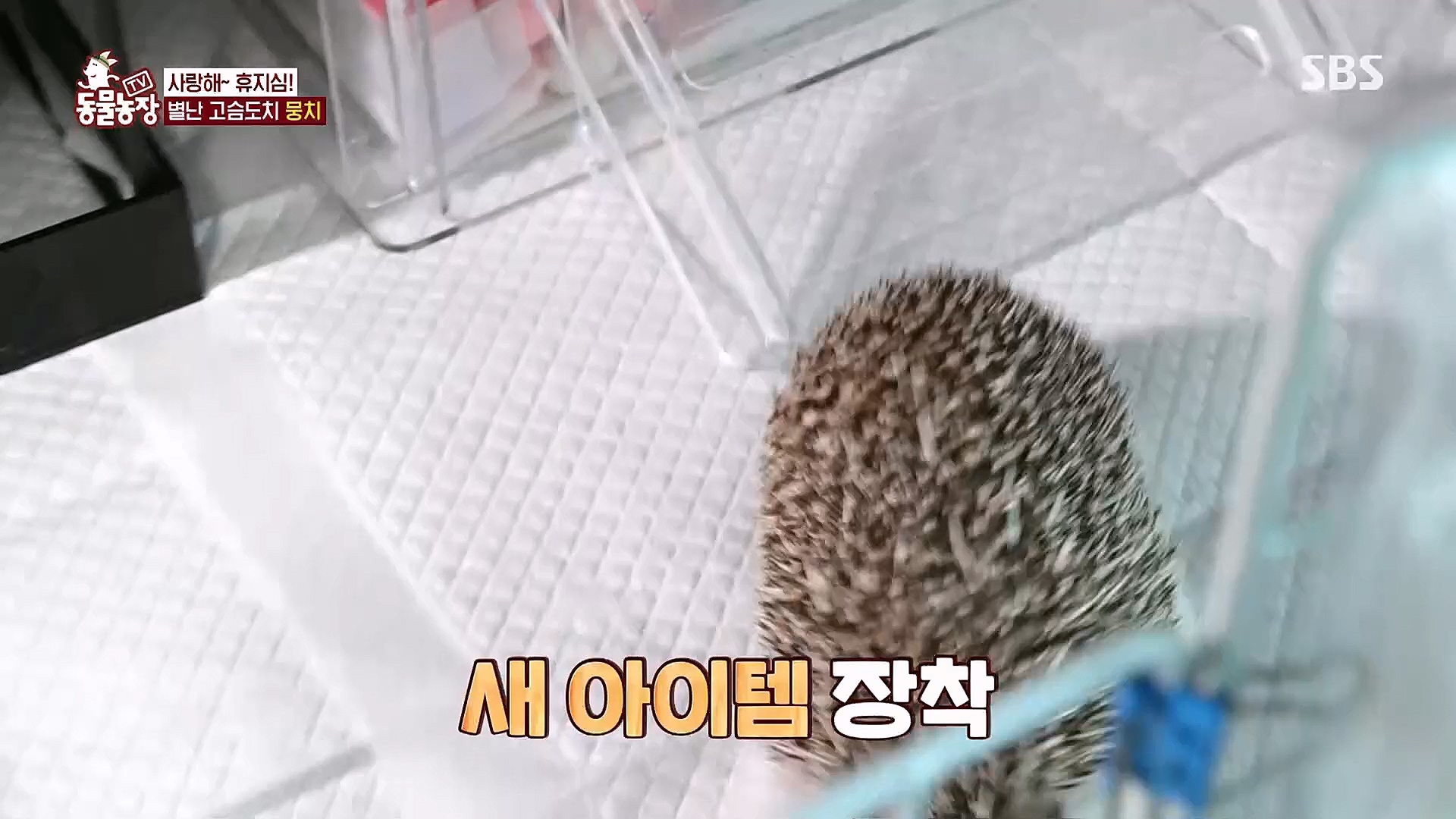 TV 동물농장.E1113.230326p.H264-F1RST.mp4_20230326_172507.198.jpg