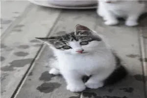 고양이