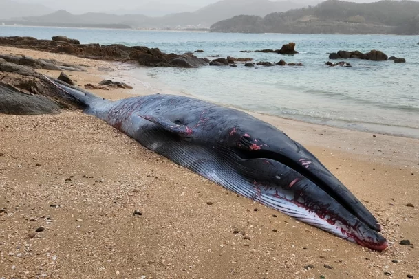 지난 23일 오후 7시 12분쯤 전북 부안군 변산반도 하섬의 모래사장에서 고래 사체가 발견됐다. 이 고래는 멸종 위기종으로 구분된 대왕고래속 브라이드 고래로 추정되고 있다.