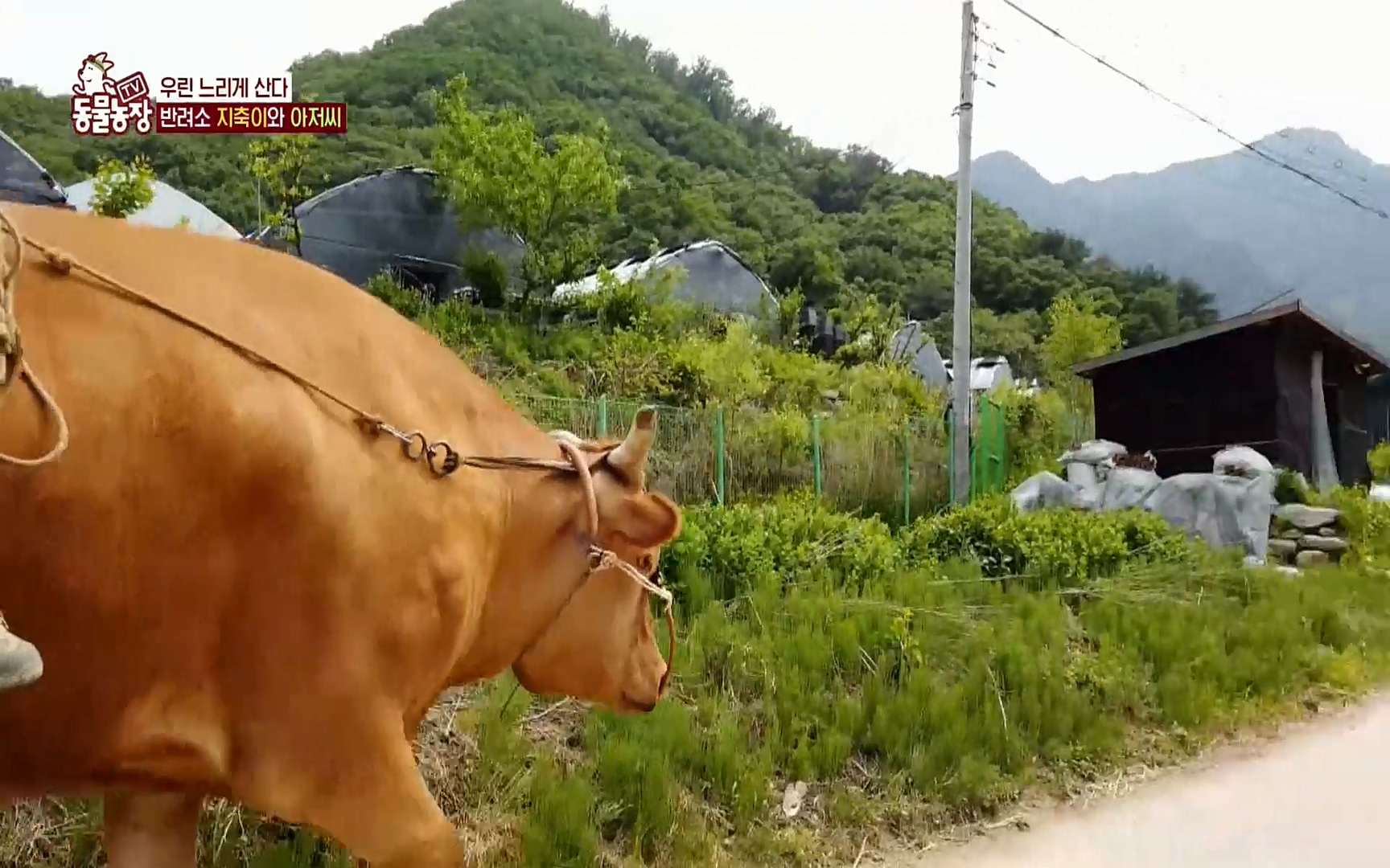 TV 동물농장.E1074.220619p.H264-F1RST.mp4_20220619_181325.934.jpg