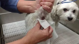 집안에서 간편하게 시도 가능한 강아지 냄새 제거 기술_10