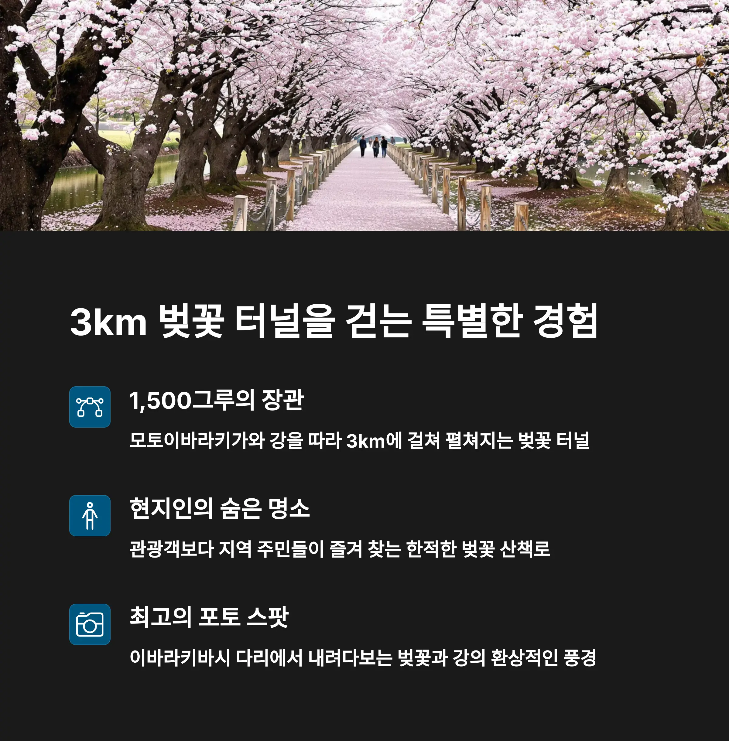 1,500그루의 벚꽃이 만드는 3km 벚꽃 터널