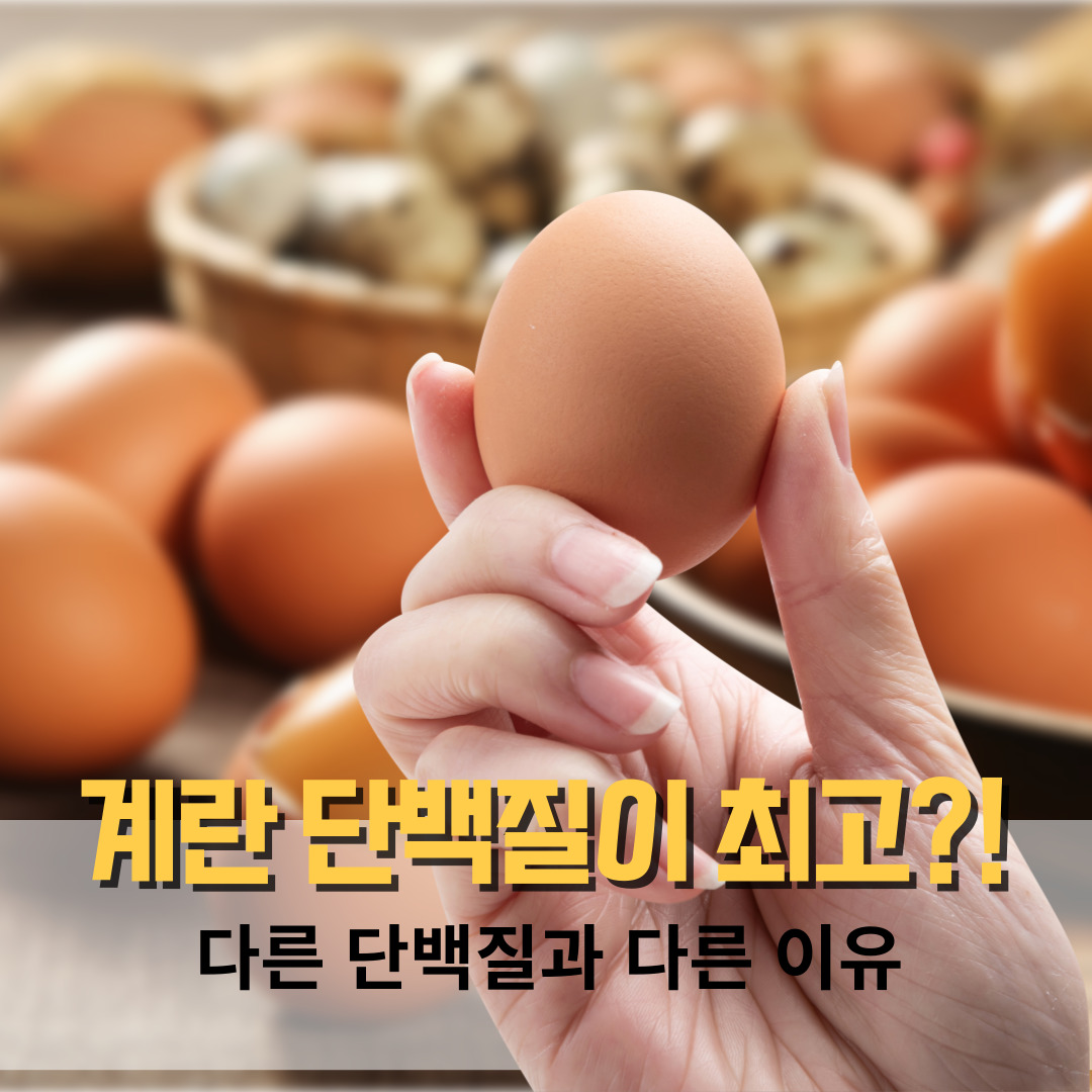 계란 단백질이 최고인 이유, 다른 단백질 식품과 비교