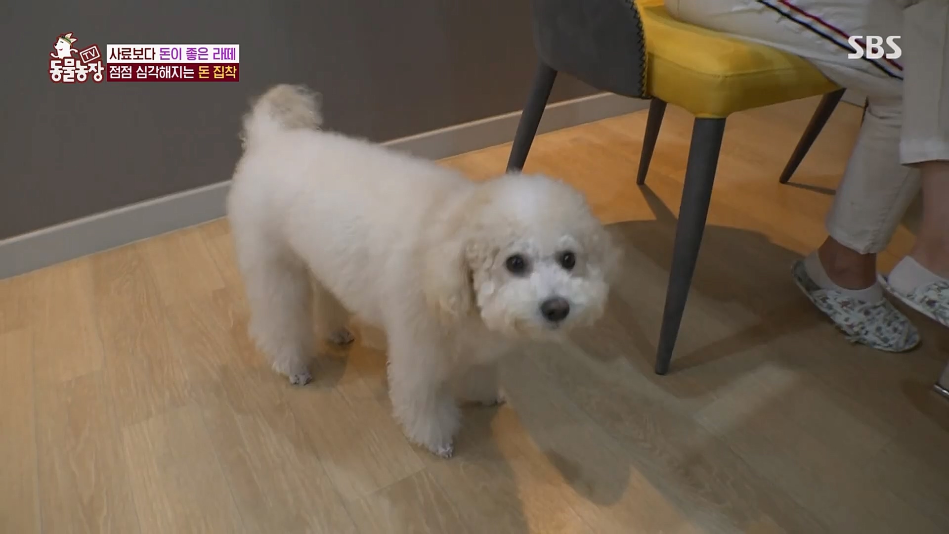 TV 동물농장.E1107.230205p.H264-F1RST.mp4_20230205_173934.808.jpg
