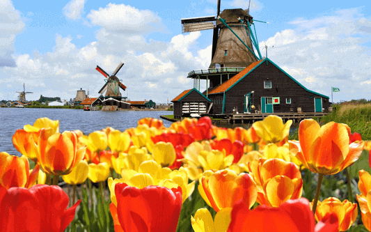 네덜란드의 대표적인 꽃&#44; 튤립
