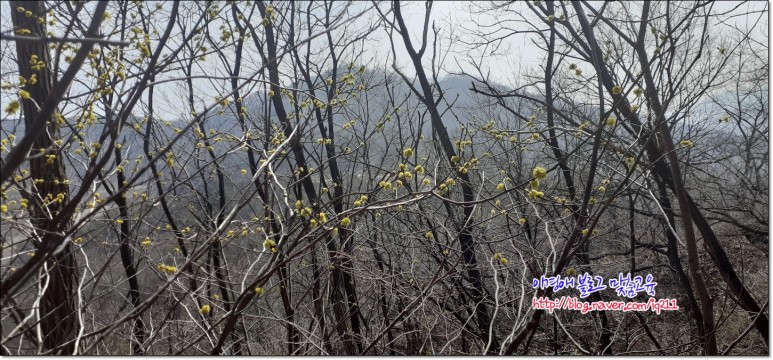 꽃차 효능의 생강나무 5