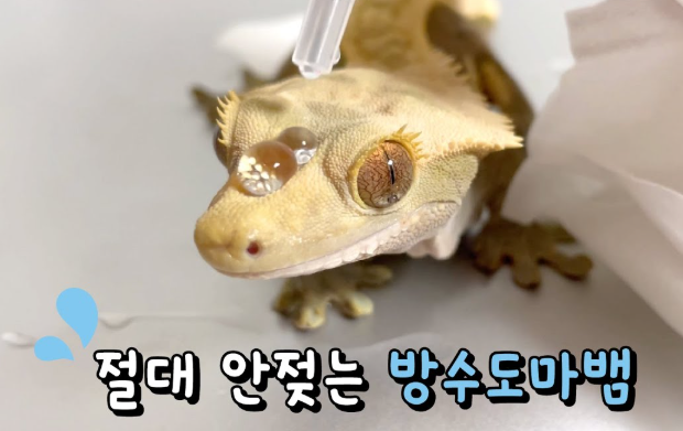 방수 도마뱀
