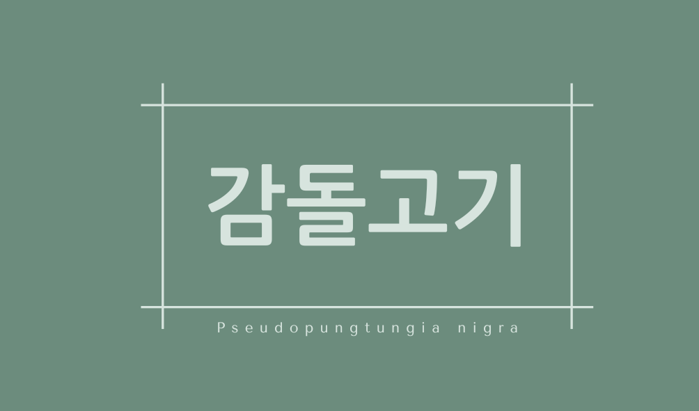 감돌고기(Pseudopungtungia nigra)