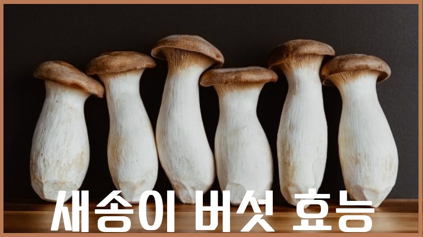새송이버섯 gysmd