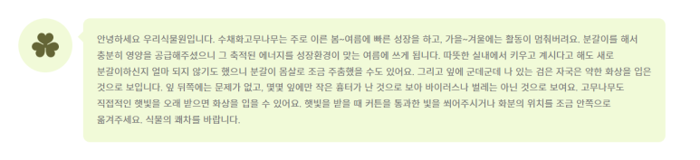 고무나무 키우기 16
