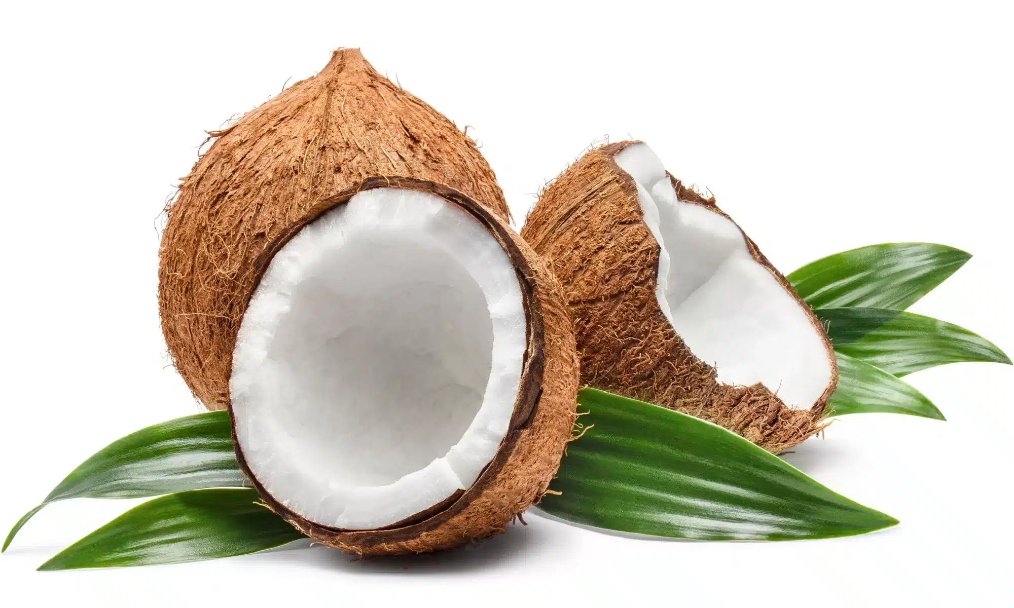 코코넛 사진
