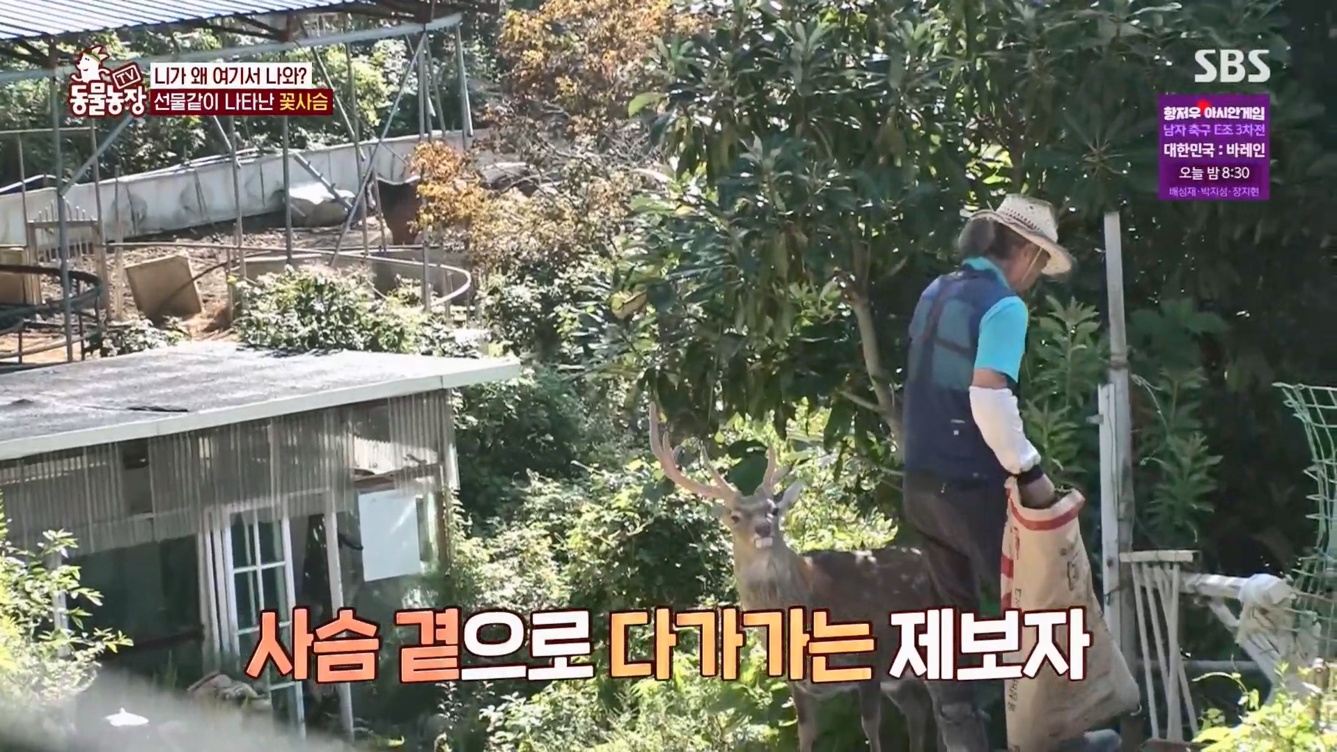 TV 동물농장.E1139.230924p.H264-F1RST.mp4_20230924_171454.749.jpg