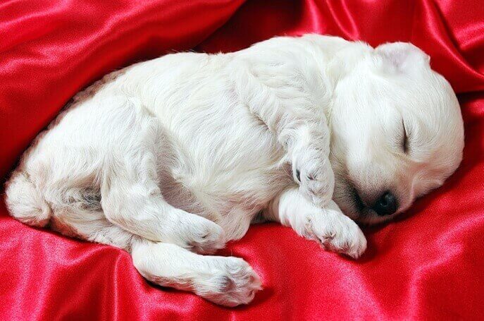 하얀 털의 몰티즈로 추정되는 새끼 개 한마리가 누워서 자고 있는 모습
