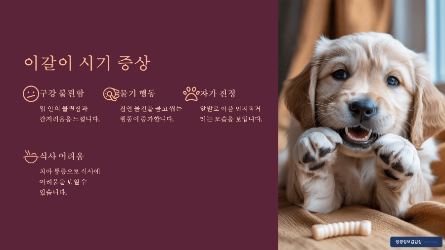 강아지 유치 빠질 때 필요한 장난감 - 올바른 교체 시기와 선택 팁