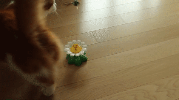 고양이셀프장난감
