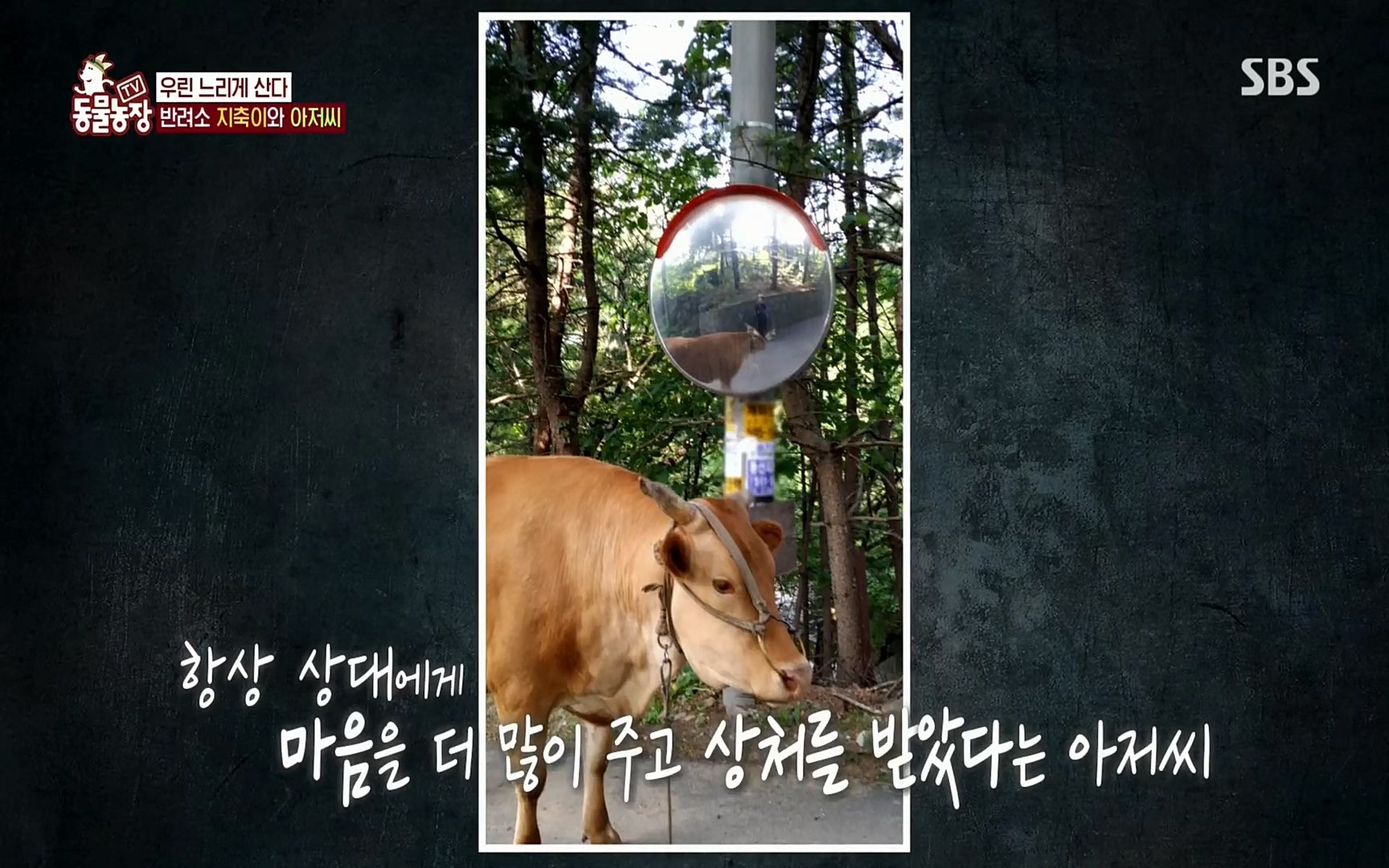 TV 동물농장.E1074.220619p.H264-F1RST.mp4_20220619_181504.155.jpg