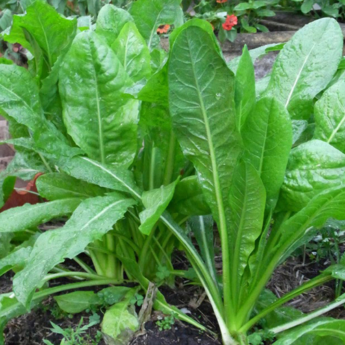  치커리 (CHICORY) 효능 부작용 섭취법 알고 가세요.