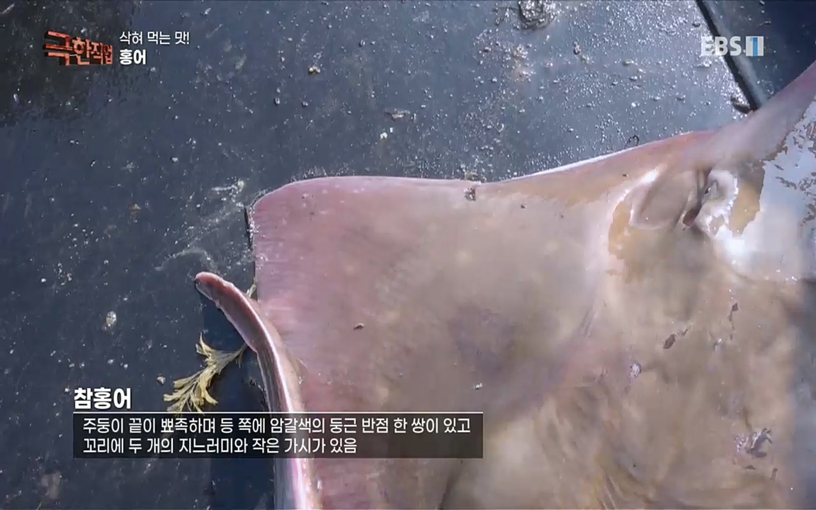 TV - 교육의 중심 EBS삭혀 먹는 맛! 홍어와 가자미.mp4_20220515_182412.390.jpg