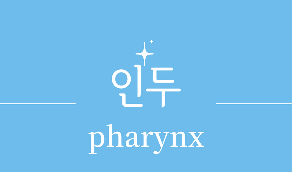 &#39;인두(pharynx)&#39;