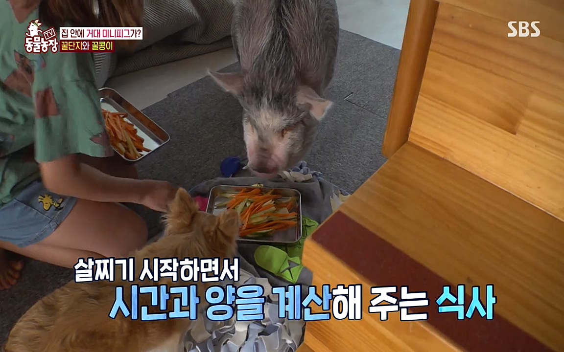 TV 동물농장.E1080.220732p-NEXT.mp4_20220731_174225.869.jpg
