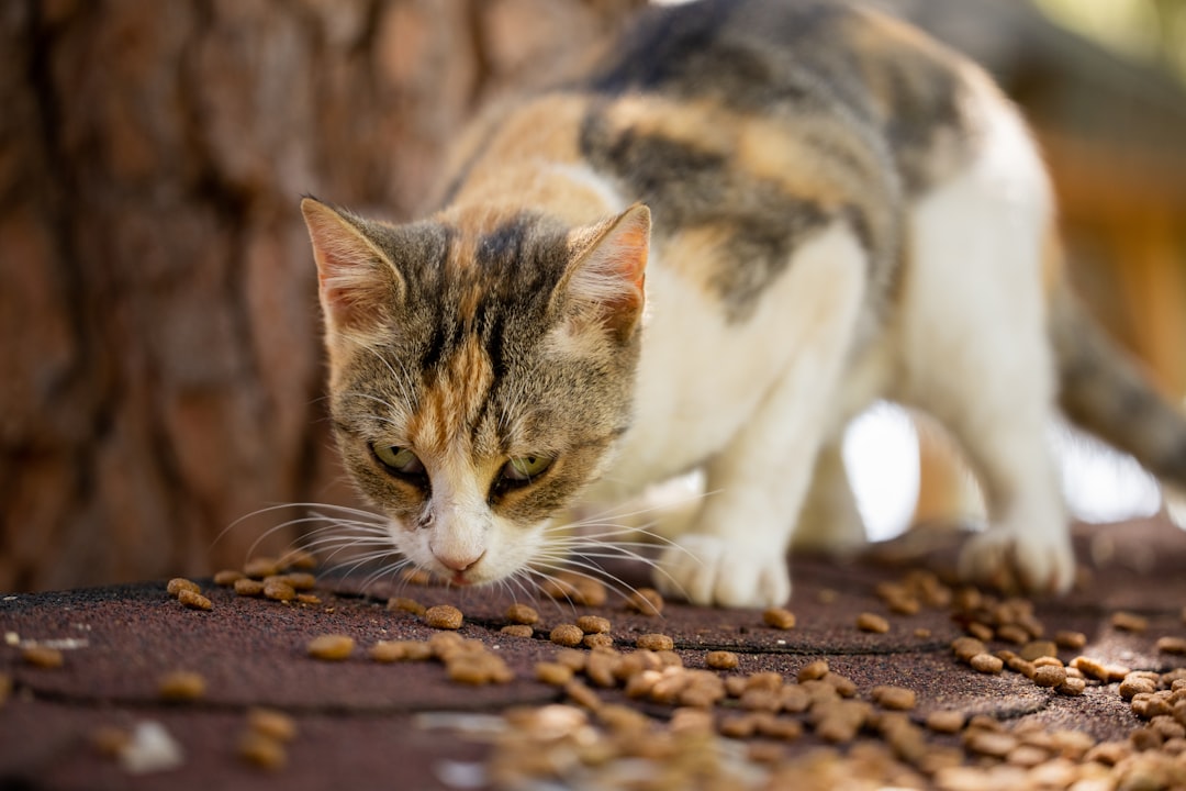 Cat food