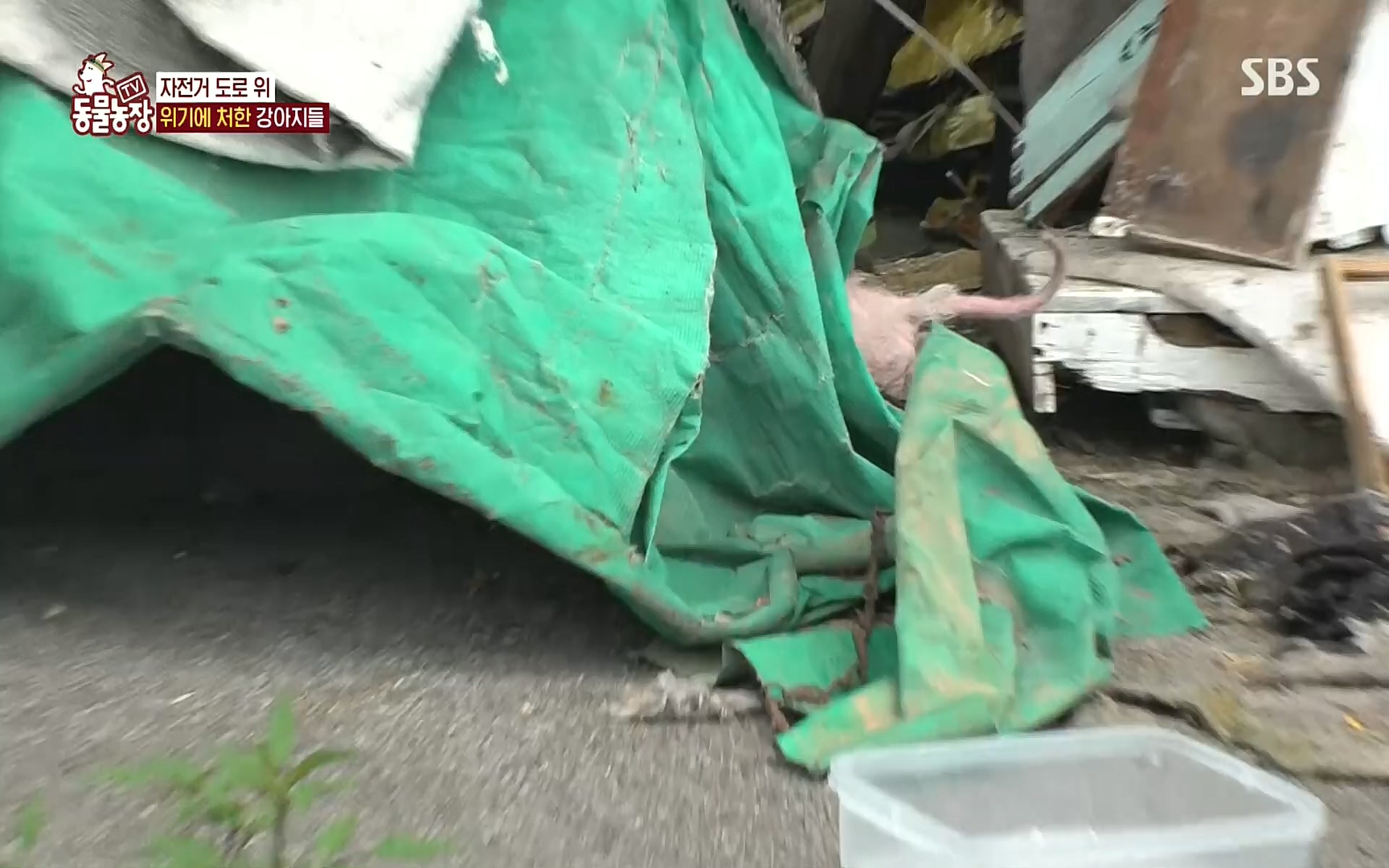 TV 동물농장.E1081.220807p.H264-F1RST.mp4_20220807_213637.933.jpg