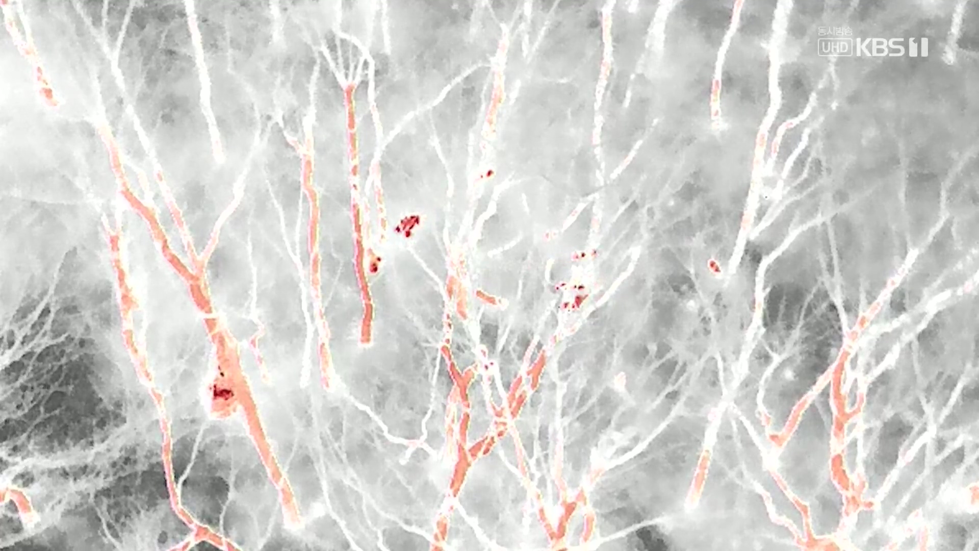 다큐 인사이트.E176.231214p.H264-F1RST.mp4_20231215_203126.180.jpg