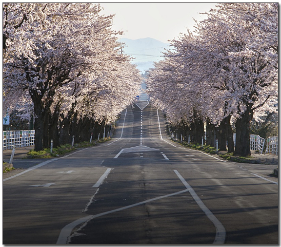 도로옆 벚꽃나무들