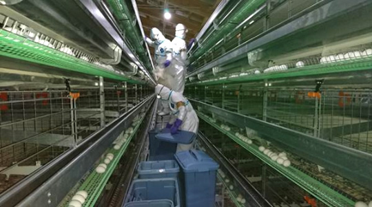  조류 인플루엔자(AI) -H7N9와H5N1에 대해서