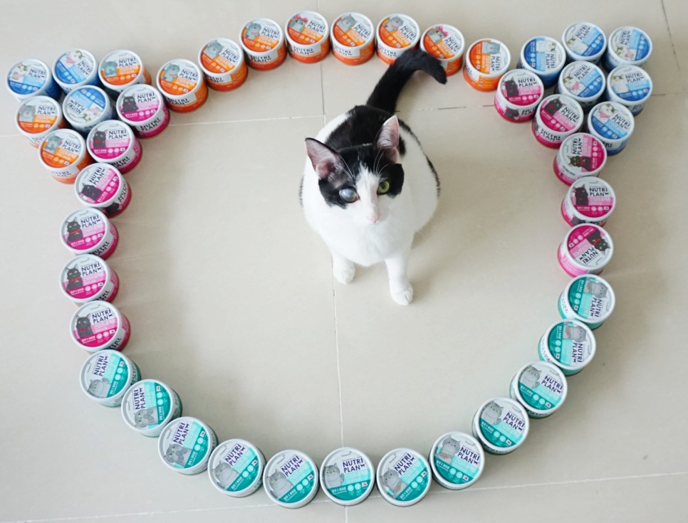 구냥이 고양이캔으로 네 건강관리해요 5