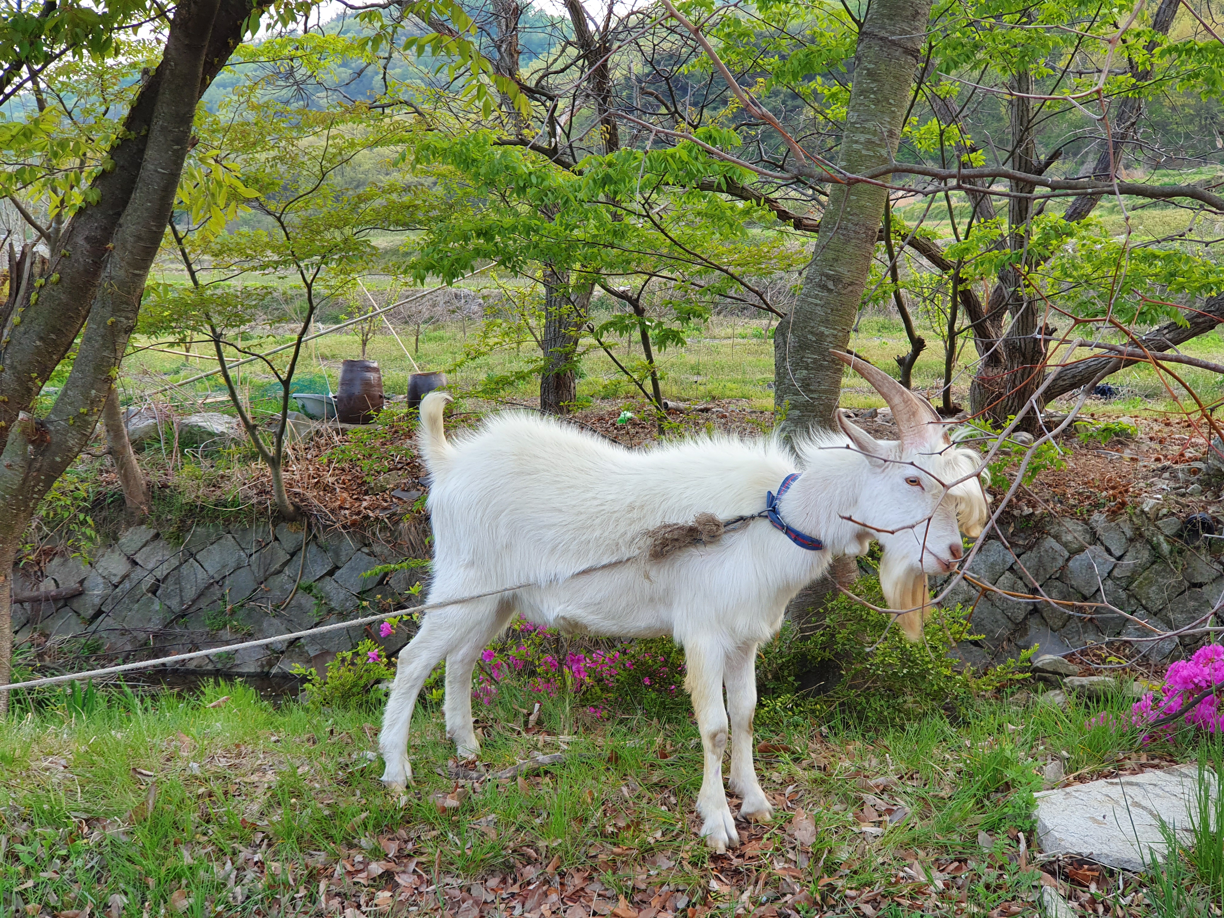  멋진 백색 신사