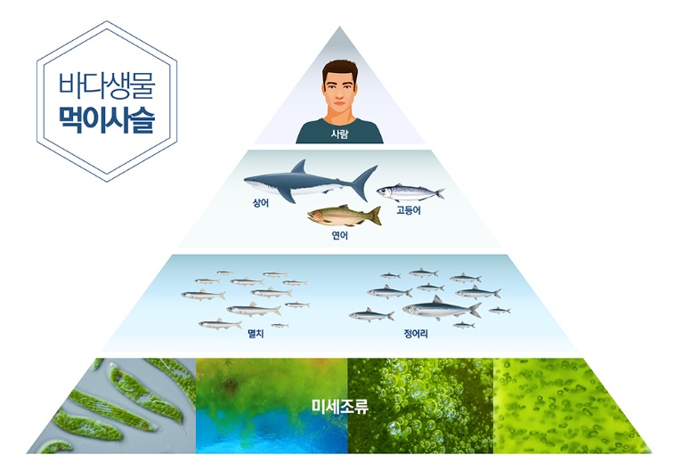  오메가3 효능