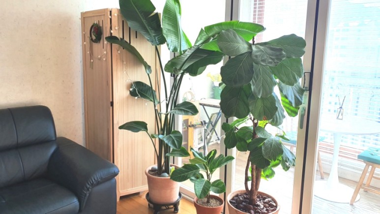 식물 인테리어로 뱅갈고무 나무 키우기 집에서 키우는 거실 반려 16