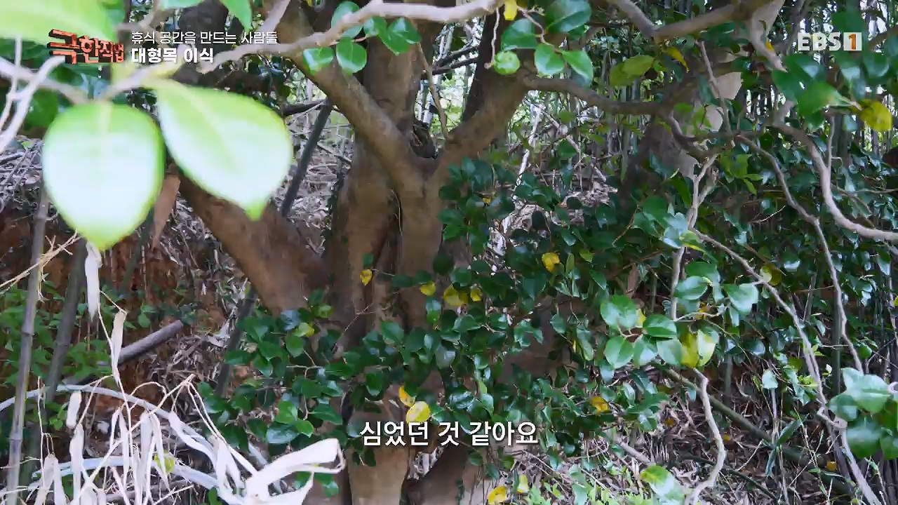 TV - 전 국민의 평생학교 EBS휴식공간을 만드는 사람들, 대형목 이식과 조경.mp4_20240518_160845.598.jpg