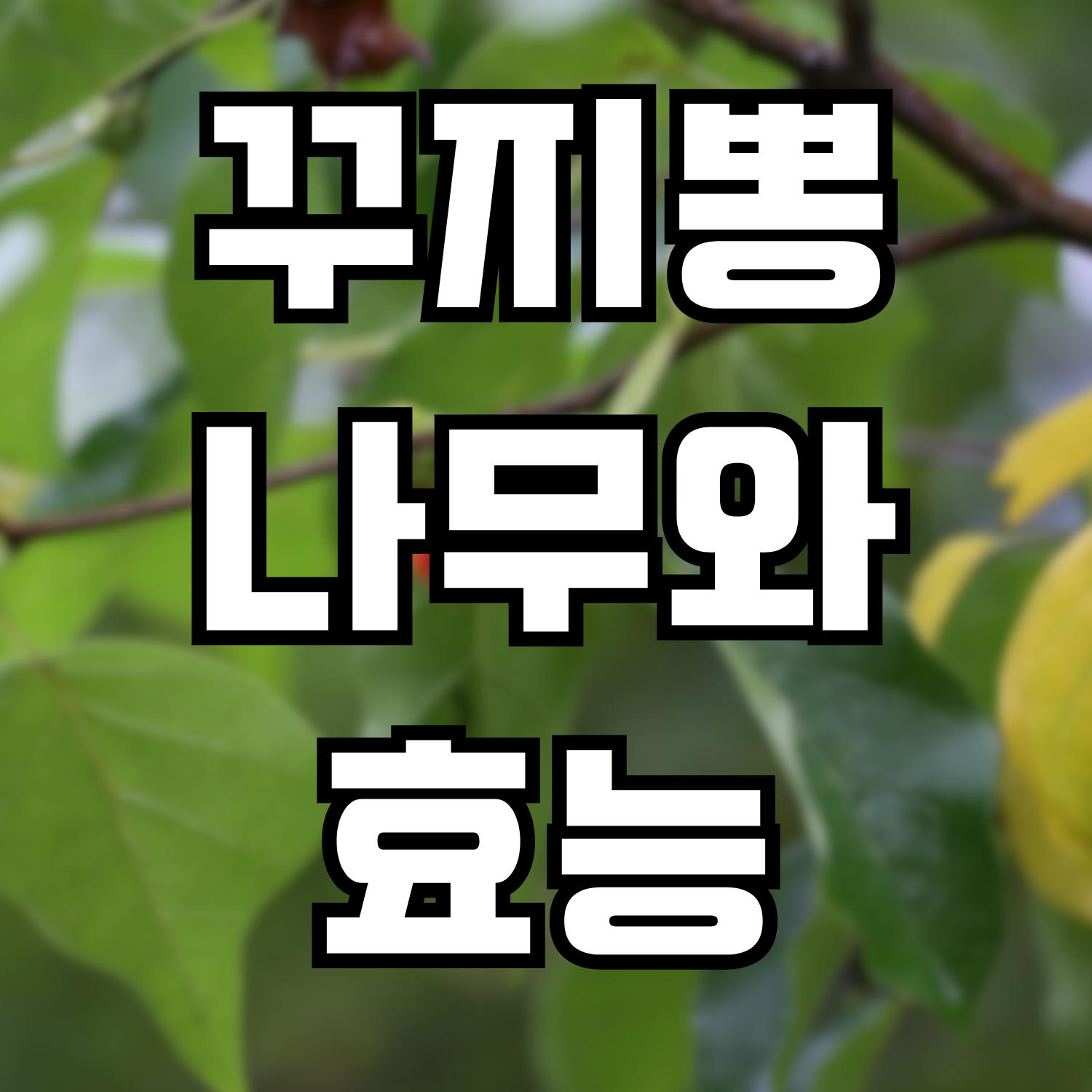  꾸지뽕나무, 꾸지뽕나무의 효능