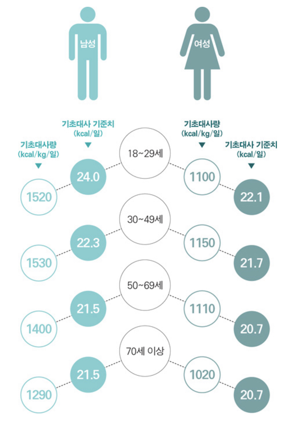 기초대사량